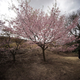 Blooming cherry blossoms at Sakura-no-sato in Ito, Shizuoka Prefecture